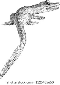 Hand drawing of a small crocodile