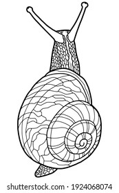  Hand drawing snail. Coloring page. The original print. Illustration for a children's book. Coloring book for children and adults.