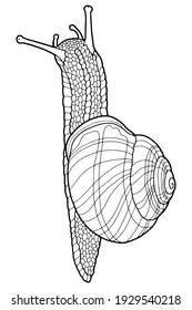  Hand drawing snail. Coloring page. The original print. Illustration for a children's book. Coloring book for children and adults.