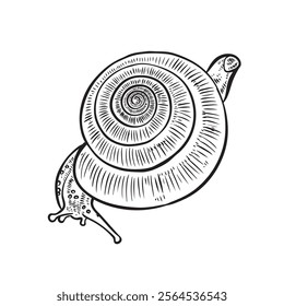 Hand drawing snail. vector sketch illustration .