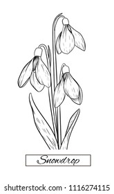 Hand, die Schneeflocken zeichnet. Vektorillustration, Illustration und Clipart auf weißem Hintergrund.Idea für Visitenkarten, Typografie-Vektorillustration, Druck für T-Shirt.