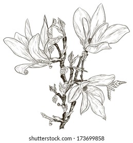 Hand drawing spring magnolia blossoms 