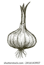 Dibujo manual de ajo brotado con raíces, ilustración vectorial aislada en blanco