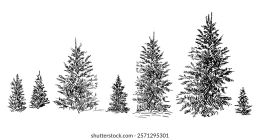 Hand drawing spruce trees set. Monochrome sketches of different Christmas trees. Vector illustration isolated on white background. Design elements. For prints, design, cards and decorations.