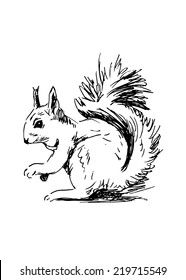 Hand drawing squirrel. Vector illustration