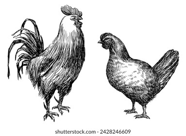 Hand drawing of standing big domestic cock and young hen, farm birds, vector illustration isolated on white