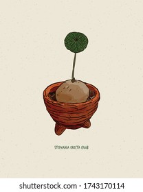 Hand drawing. Stephania Erecta Craib bulb in ceramic pot. Beautiful green leaves image. Small plant for decorate in your garden.