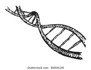 Hand Drawing Of The Structure Of DNA