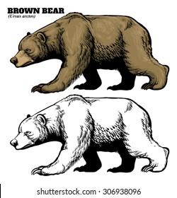 hand drawing style of brown bear