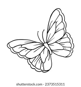 Hand drawing style of butterfly vector. It is suitable for animal icon, sign or symbol.