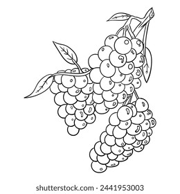 Hand drawing style of grape vector. It is suitable for fruit icon, sign or symbol.