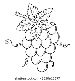 Hand drawing style of grapes vector. It is suitable for fruits  icon, sign or symbol.