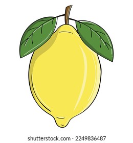 hand drawing style of lime orange vector. Suitable for food and drink or as kids coloring book.