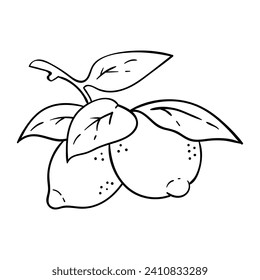 Hand drawing style of lime vector. It is suitable for fruit icon, sign or symbol.
