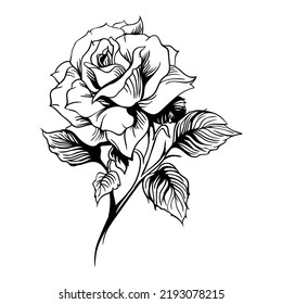 hand drawing style of rose vector.
Suitable for flower icon.