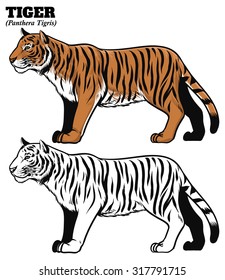 hand drawing style of tiger