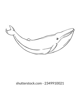 Estilo de dibujo manual del vector de ballena. Es adecuado para icono, signo o símbolo animal.