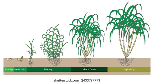 Dibujo a mano de la etapa de crecimiento de la caña de azúcar desde la siembra hasta la cosecha, ilustración de arte.