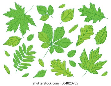 Hand drawing summer leaves.  A big set of images of leaves of different trees. Sketch, design elements. Vector.