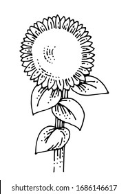 Hand drawing sunflower vector isolated. Lonely plant. Turned to the sun. Blooms. Big green leaves, yellow flower. On a white background. Pencil, ink, marker on paper.