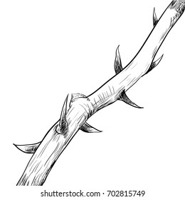  Hand drawing of Thorn. Black and White simple line Vector Illustration for Coloring Book - Line Drawn Vector