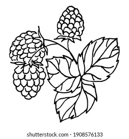 Hand drawing three raspberries on a white background.Vector berries can be used for labels of jam, juice steaming, cosmetics, children's coloring books,textiles, dishes.