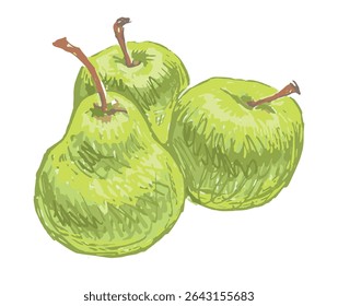 Hand drawing of three ripe green apples and pear, fresh fruit, vector illustration isolated on white