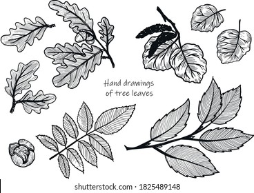 Hand drawing of tree leaves. Set of drawings of oak leaves, walnut, elm, aspen. Linear black and white illustration of tree leaves.
