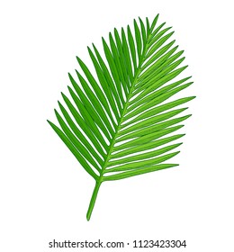 Hand drawing tropical palm tree leaf isolated on white.