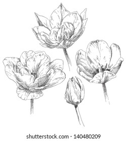 Hand drawing tulip flower blossom