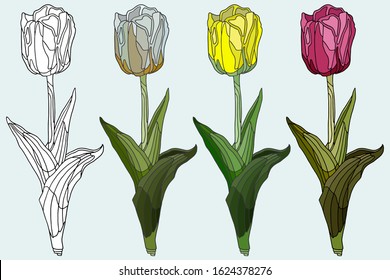 Hand drawing tulip. Realistic design. White, yellow and pink tulips. Tulip coloring book. Botanical illustration. Colorful spring print. Stained glass window. Graceful illustrations.