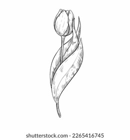 Hand drawing tulips. Mother's day. Botanical line drawing