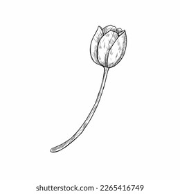 Hand drawing tulips. Mother's day. Botanical line drawing