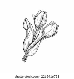 Hand drawing tulips. Mother's day. Botanical line drawing