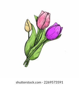 Hand drawing tulips. Mother's day. Botanical line drawing