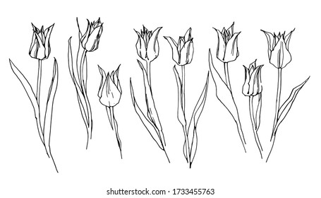 Hand drawing of tulips. Vector illustration on a white background.