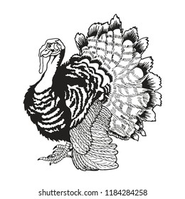 hand drawing turkey vector illustration