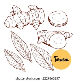 Hand drawing turmeric root vector  illustration. Herbal spice sketch. Detox food ingredient