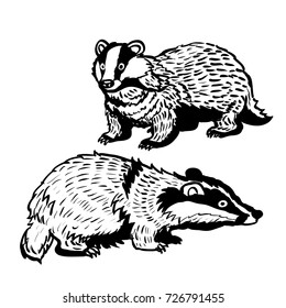 Hand drawing of two Badgers on white background. Black and White simple line Vector Illustration for Coloring Book - Line Drawn Vector
