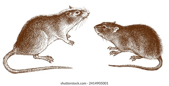 Hand drawing of two cute big red rats with long tails isolated on white