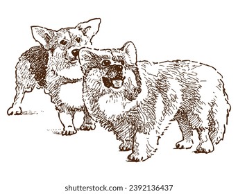 Hand drawing of two cute corgi dogs