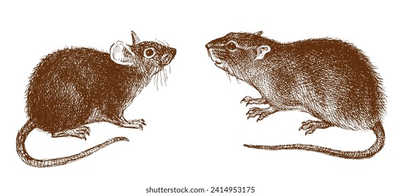 Hand drawing of two cute red rats with long tails isolated on white