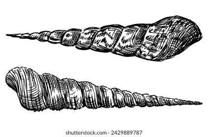 Hand drawing of two spiral molusk seashells, black and white vector sketch isolated on white