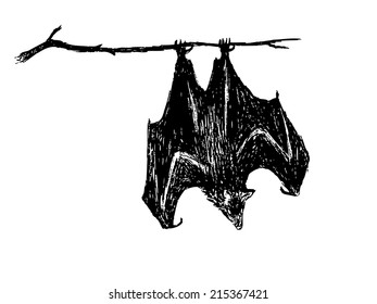 hand drawing of upside down bat by pencil . use for Halloween day