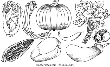handzeichnung vagatebles muster : Kohl, lange Bohnen, Spinat, Tomaten, Kürbis, Chilischoten, Aubergine, Chayote, Maislinie Kunst Umriss leicht zu bearbeiten