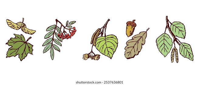 Hand drawing of various ripe seeds and fruits deciduous trees, vector illustration isolated on white