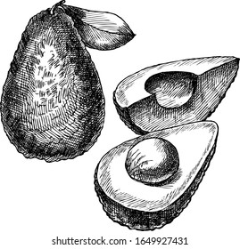 Hand drawing vector avocado illustration.