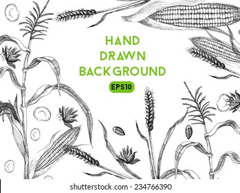 Hand drawing vector background of wheat and maize