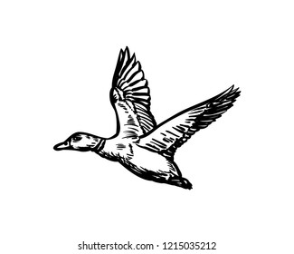 Hand Drawing Vector Flying Duck Animal Wild Sign Symbol Icon Logo Template Design Inspiration