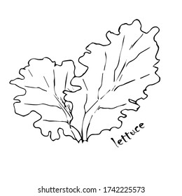 
Handziehende Vektor-Gras, Pflanzen, Silhouette von Küchen-Gewürzen, Salat